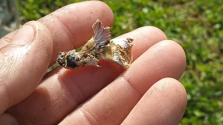 Fagykárt szenvedett a korai csemegeszőlő - Benében az őszibaracktermés jelentős része odaveszett. Fotó: Kárpátinfó/ Kovács Elemér