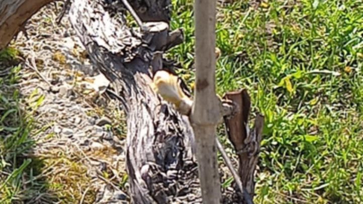 Fagykárt szenvedett a korai csemegeszőlő - Benében az őszibaracktermés jelentős része odaveszett. Fotó: Kárpátinfó/ Kovács Elemér
