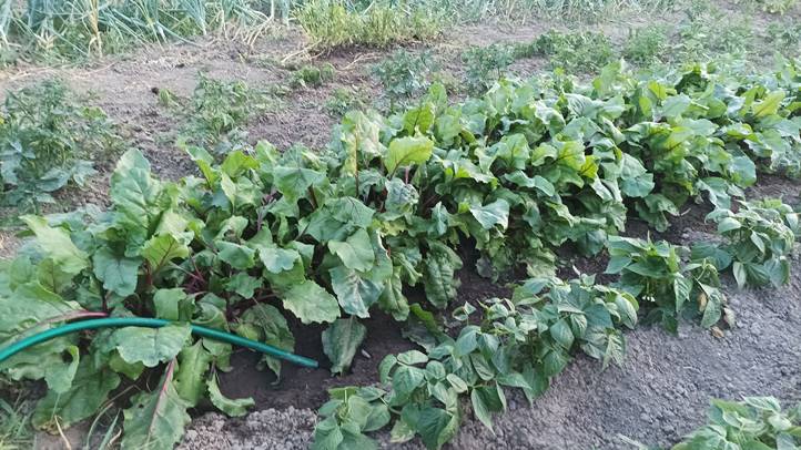 A háztájiban, az udvaron öntözéssel megvédhetjük növényeinket.  Fotó: Kárpátinfó/ Kovács Elemér