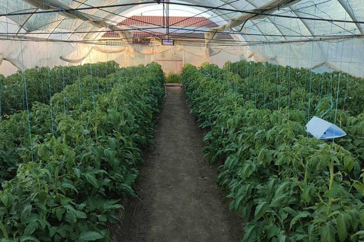 A paradicsom továbbra is nyereséges