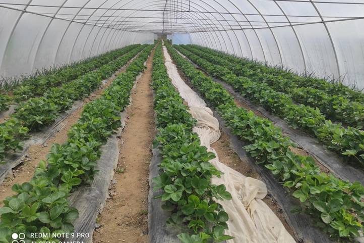 A szamóca szabadföldön és fóliás termesztésben is egyre nagyobb szerepet kap 