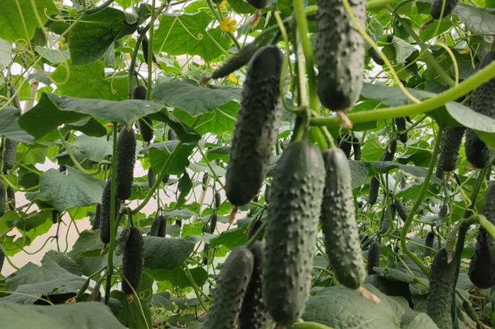 A zöldségtermesztés  a legjövedelmezőbb ágazat