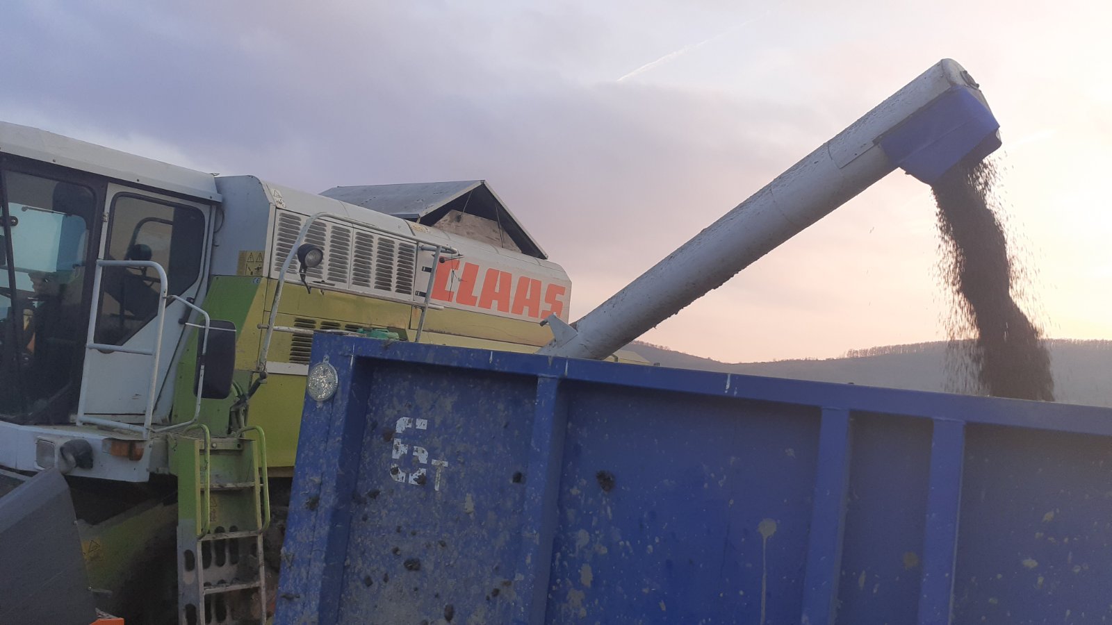 Az év utolsó napján is aratnak Kárpátalján: A kukorica, a napraforgó egy része levágatlan