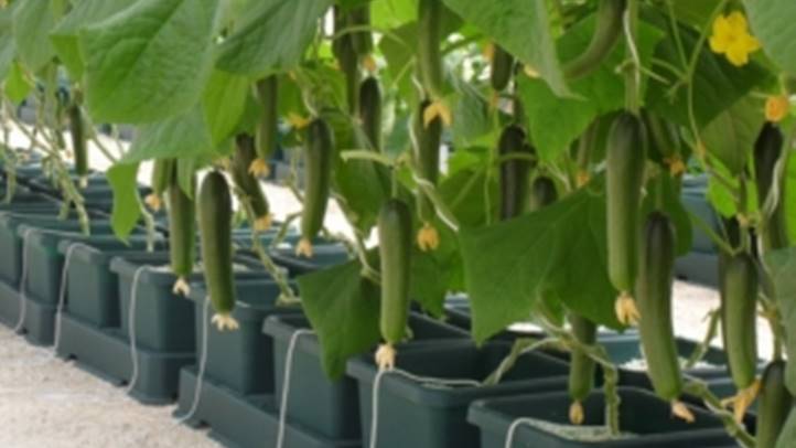 Új utakon a fóliasátras zöldségtermesztésben, avagy megoldások a talajproblémákra (2.)