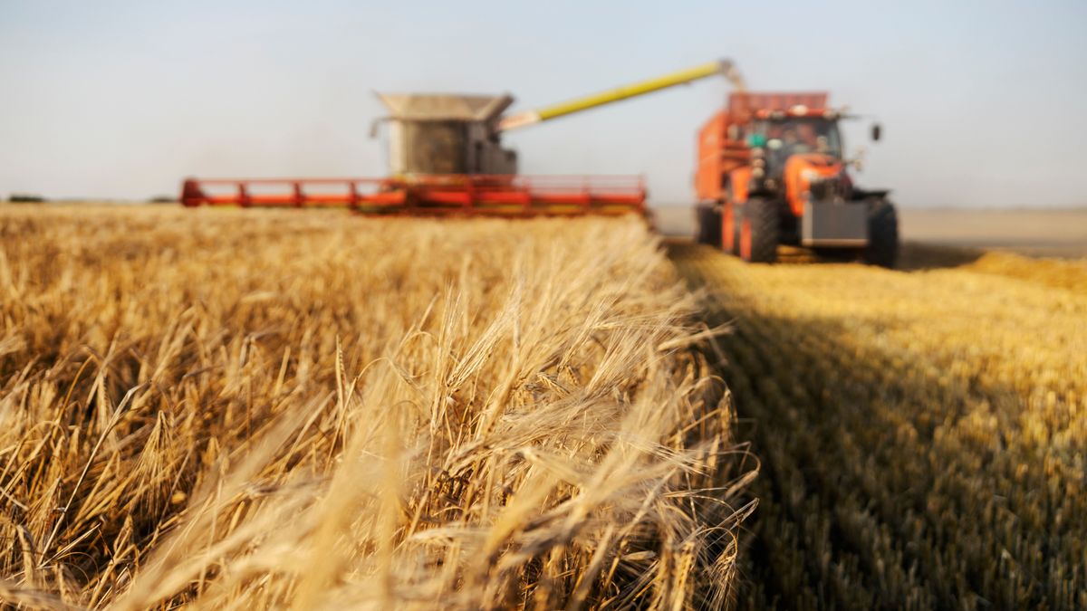 Az importkvóták a búza esetében is emelkedtek / Fotó: Dusan Petkovic / Shutterstock