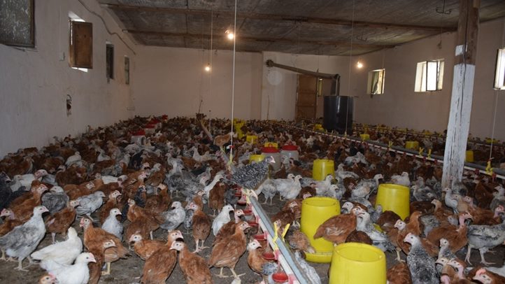 Baromfitartás – 2024 - Reményteli kezdet, gyenge utószezon. Fotó: Kárpátinfó/ Kovács Elemér