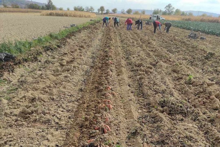 A batáta az egyik legjelentősebb élőmunkaráfordítást igénylő kultúr