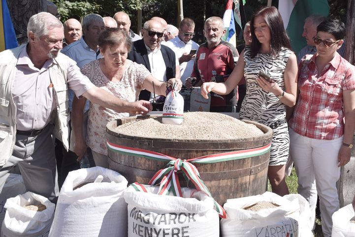 Magyarok kenyere – 15 millió búzaszem. Búzaösszeöntés Nagydobronyban. Fotó: Kovács Elemér