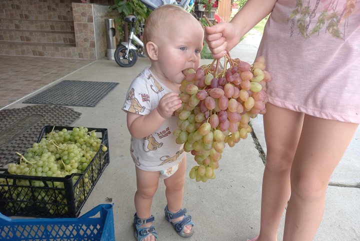 Csemegeszőlő-termesztés: egy kárpátaljai sikerágazat
