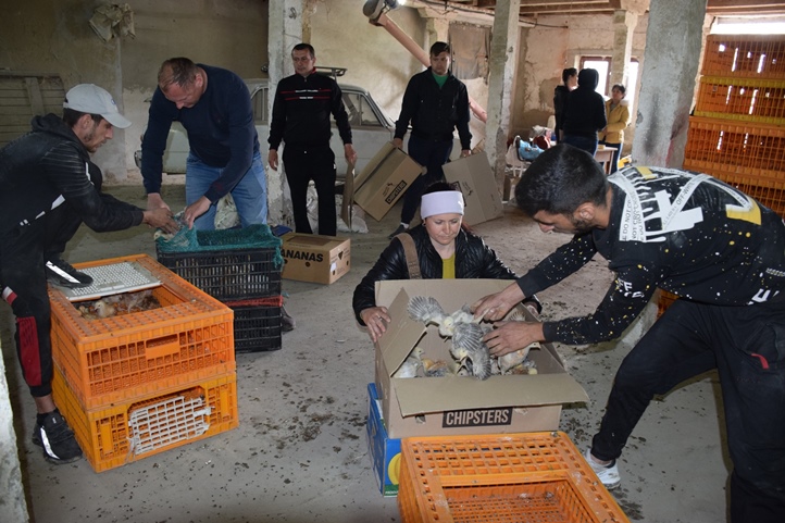 Előnevelt csirkét kaptak a KMNE tagcsaládjai. Fotó: Kárpátinfo/Kovács Erzsébet