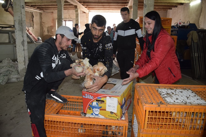 Előnevelt csirkét kaptak a KMNE tagcsaládjai. Fotó: Kárpátinfo/Kovács Erzsébet