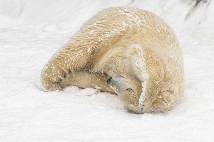 Jegesmedve (Ursus maritimus) a Nyíregyházi Állatparkban a havazás után (Fotó: MTI/Balázs Attila)