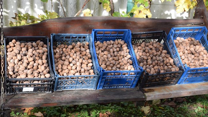 Veszélyben a karácsonyi diós bejgli? - Minimális felhozatal, magas árak. Fotó: Kárpátinfó/ Kovács Elemér