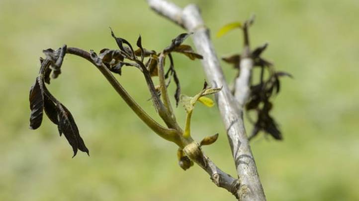 Cukrászok várakozó állásponton - Az eltűnt dióbél királyfi nyomában. Fotó: Kárpátinfó/ Kovács Elemér
