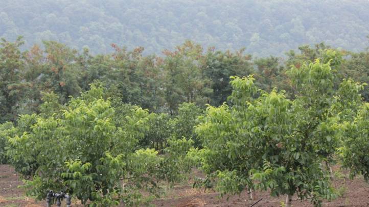 Cukrászok várakozó állásponton - Az eltűnt dióbél királyfi nyomában. Fotó: Kárpátinfó/ Kovács Elemér