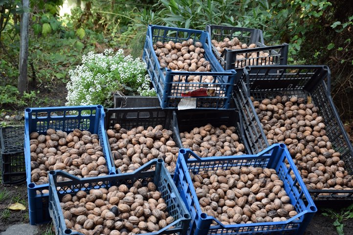 Dióbélfelvásárlás. Mit hozhat a jövő? - Ültessünk-e diófát, vagy a meglévőket is vágjuk ki?