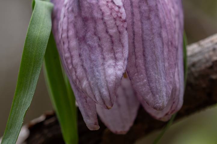 V. Kockás Kotuliliom Túra