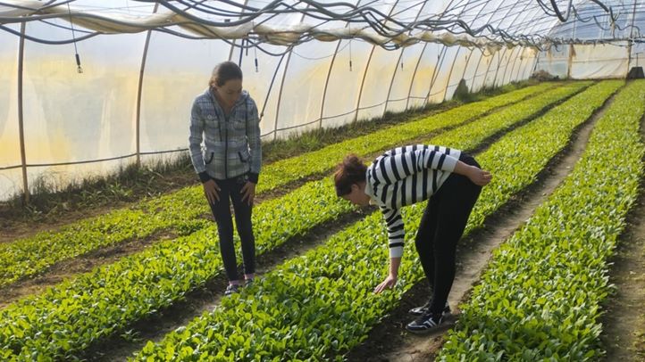 Az utóbbi években a hónapos retek jó választásnak bizonyult