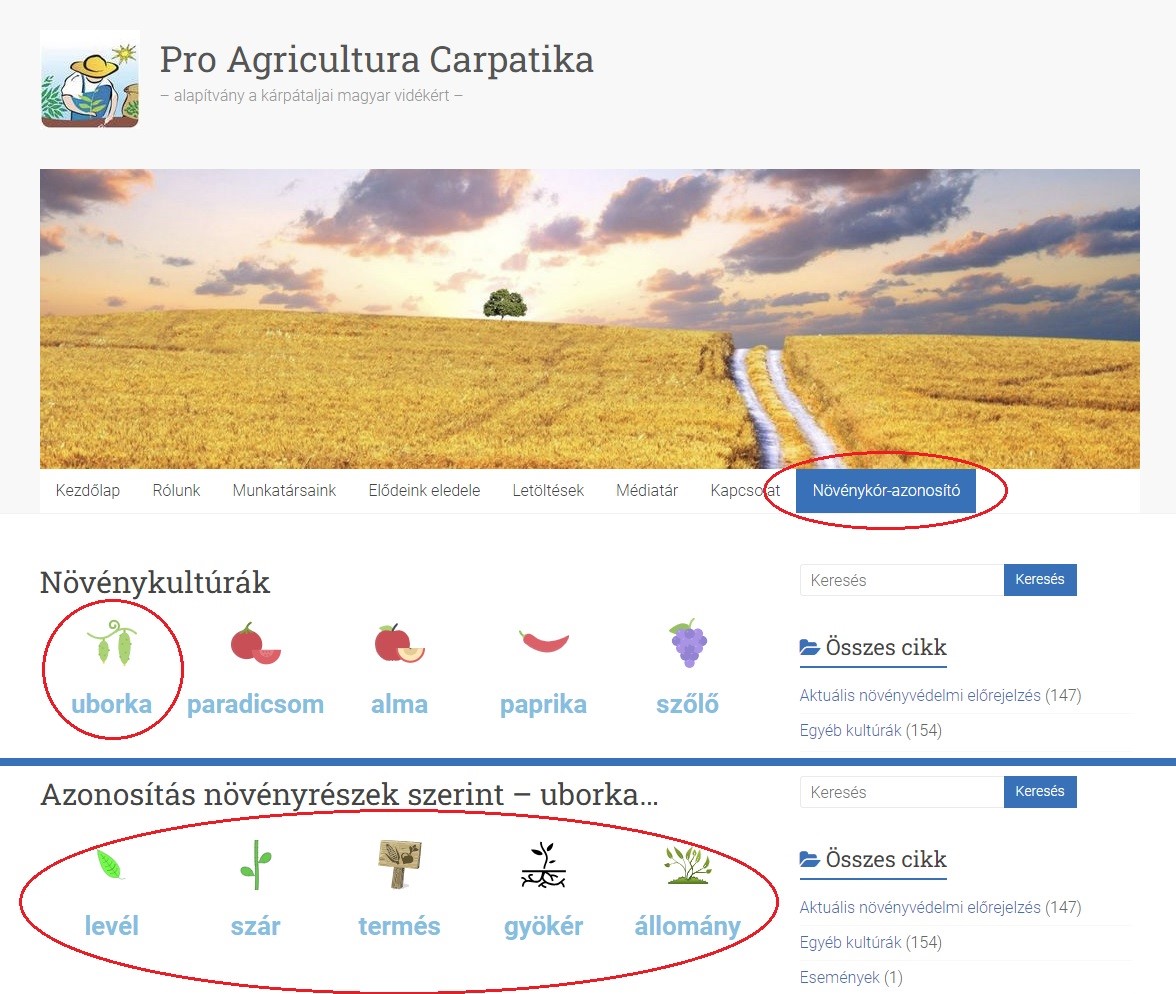 Töretlen népszerűségnek örvend az Első lépés program - Több mint félszáz nyertes pályázó. Szaktanácsadás és piacfigyelő szolgáltatás