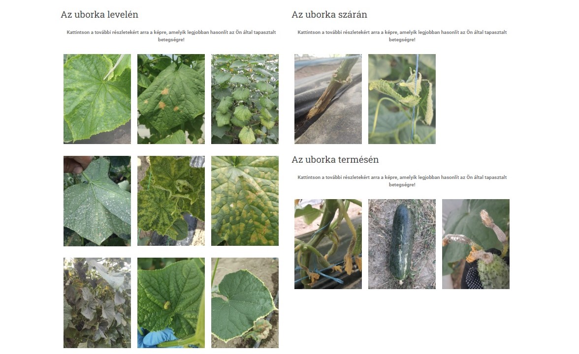Töretlen népszerűségnek örvend az Első lépés program - Több mint félszáz nyertes pályázó. Szaktanácsadás és piacfigyelő szolgáltatás