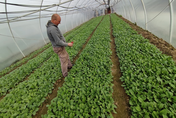 Az utóbbi öt évben a megyében egyre nő a retekkel bevetett terület nagysága, pontosan azért, mert a jövedelmezősége kiemelkedően magas, olyannyira, hogy lassan a fő kultúrával vetekszik. 