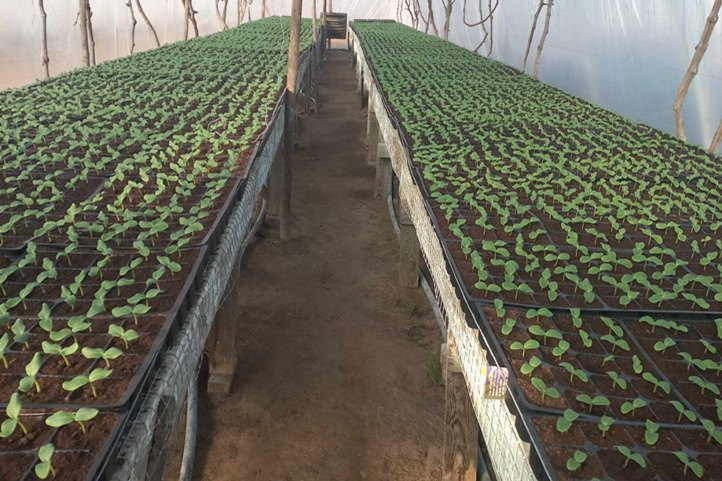 Szépen sorjádzik az uborka