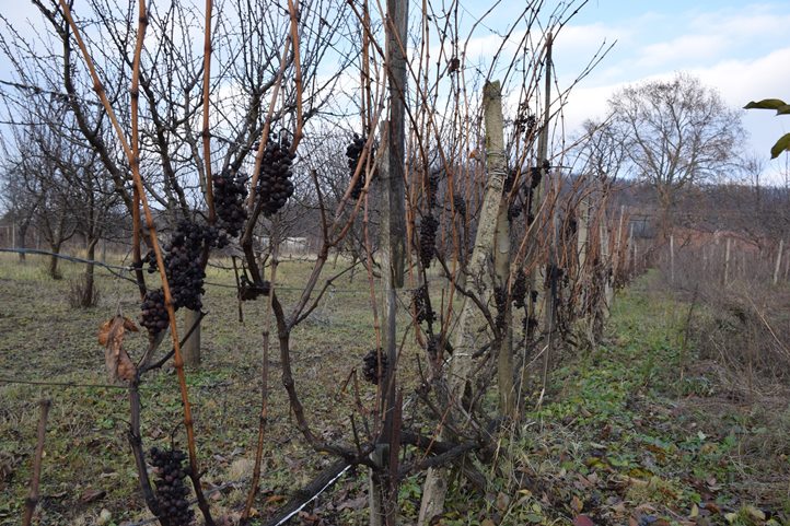 A Hárslevelűben óriási károkat okozott az intenzív lisztharmat-fertőzés