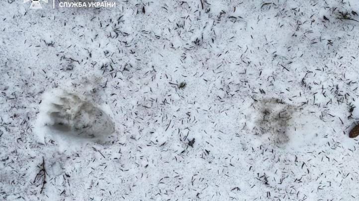 Egyre több a medve a hegyvidék határ menti övezeteiben – munkácsi határőregység