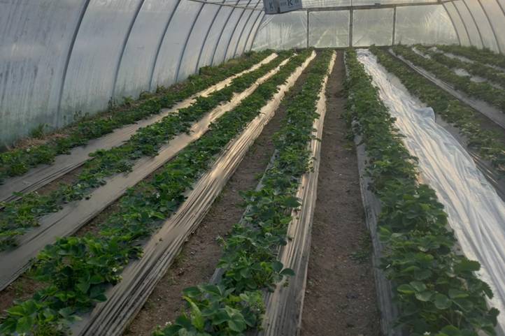 Jó évjáratban reménykedhetnek a szamócahajtató gazdák