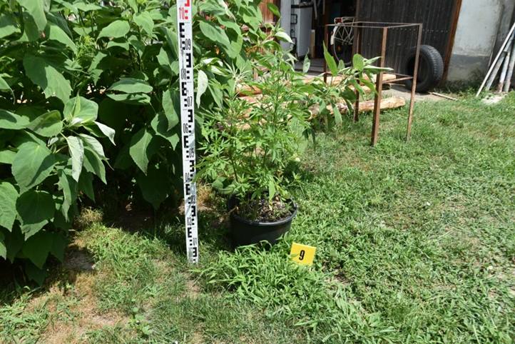 Otthonában termesztette a kábítószert. Fotó: Police.hu