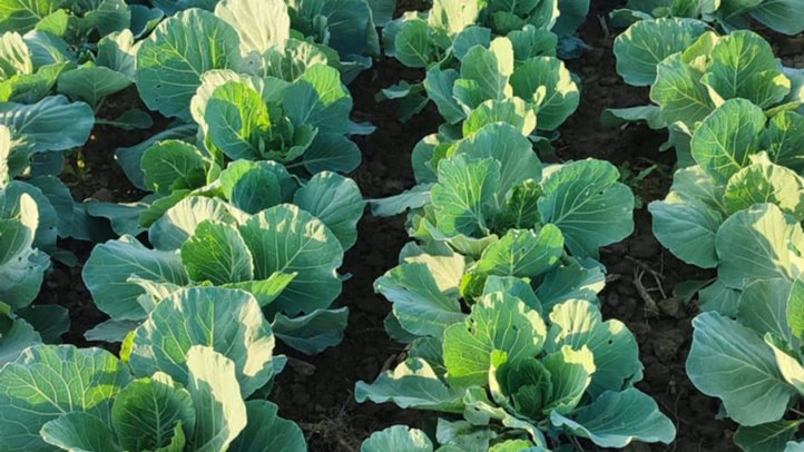 A téli káposzta a nyerő. Fotó: Kárpátinfó/ Kovács Elemér