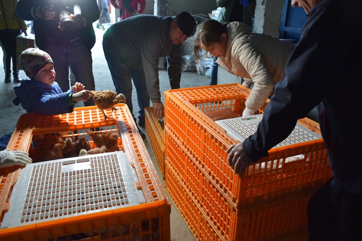 A kárpátaljai nagycsaládosok ismét előnevelt csibékhez jutnak. Fotó: Kárpátinfo/Kovács Elemér