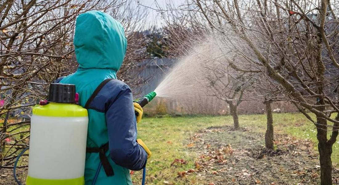 Benében már hozzá láttak a lemosó permetezéshez - Őszibarack helyett szamóca?