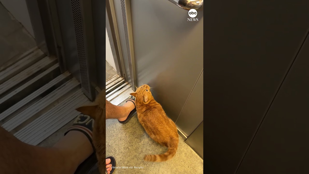 Az óvóhelyre vezeti a gazdáit Odesszában egy cica a légvédelmi szirénák hallatán