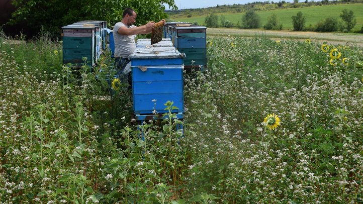 Végéhez közeledik a mézgyűjtési szezon - A betelelés nem rutin munka. Fotó: Kárpátinfo/Kovács Elemér