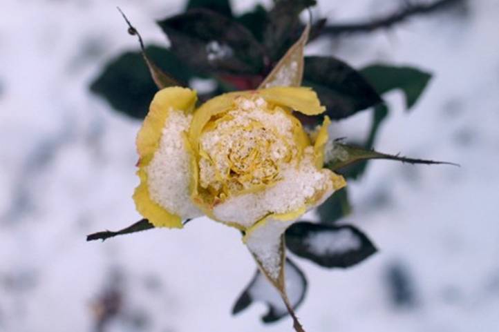 Mélynyugalmi állapotban gyümölcsfáink - Lesz-e böjtje az enyhe időjárásnak?