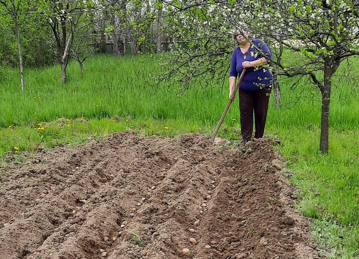 A háztájiban már földbe kerül a burgonya