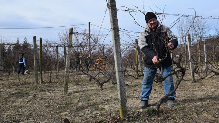 A korai kitavaszodás veszélyei - Készüljünk a lemosó permetezésre