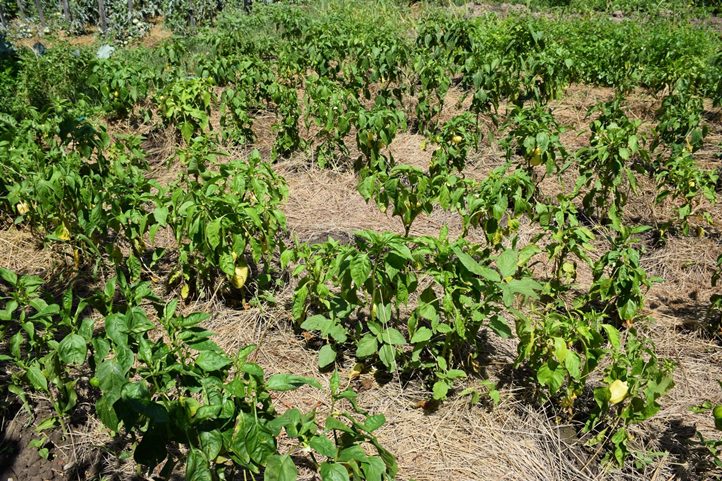 Víztakarékos növénygondozás - Mulccsal védjük és tápláljuk a talajt 