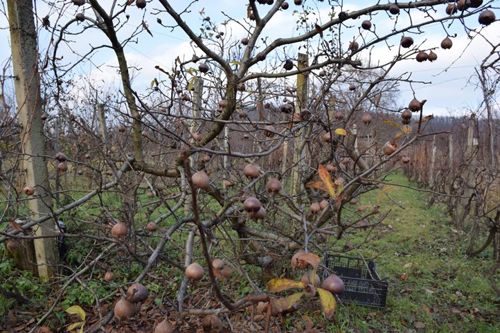 Értékőrző: Naspolya – királyok és földművesek csemegéje. Fotó: Kárpátinfo/Kovács Elemér