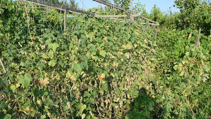 Öntözés ellenére is lassan kiszárad az uborka. Fotó: Kárpátinfo/Kovács Elemér