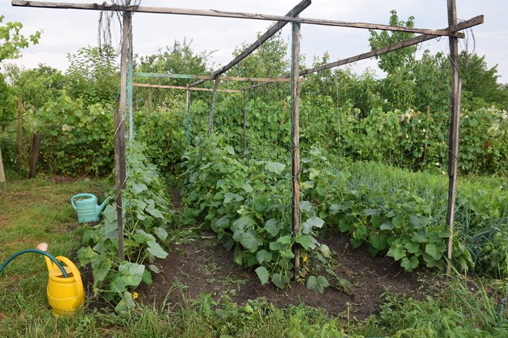 Öntözés korszerűen - Legjobb, ha a kora reggeli órákban locsolunk