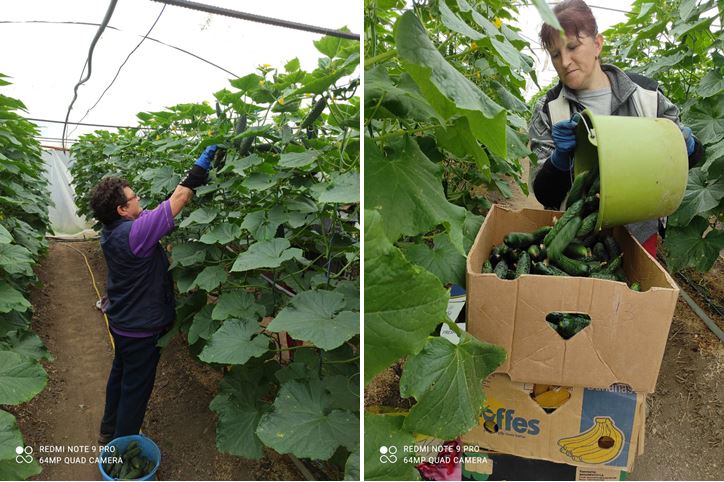 Fóliás zöldségtermesztés: tart az őszi forduló - Uborka november végéig 