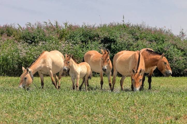 Így élnek túl a világ utolsó vadlovai Csernobilban. Illusztráció. Fotó: Internet