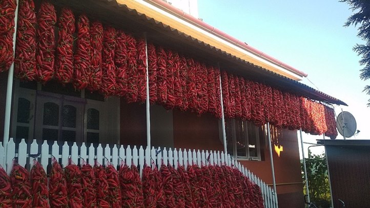 Fűszerpaprika-termesztés 2024: rekordhozam - Már megjelent az új őrlemény. Fotó: Kárpátinfó/Kovács Elemér