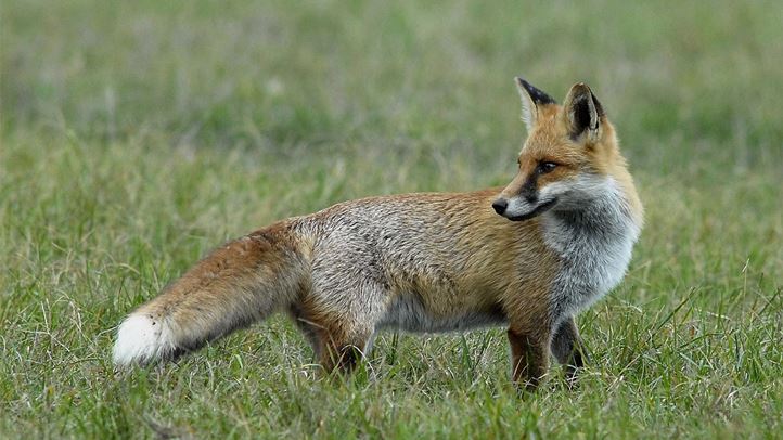 A robbanásszerűen növekvő rókapopuláció gyérítése mindenkor aktuális