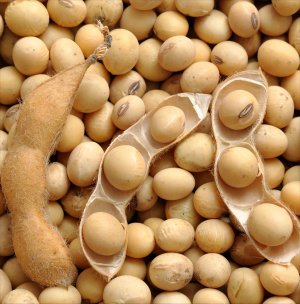 Voltak kárpátaljai termelők, akik már a 2023-as esztendőben próbálkoztak a szója termesztésével. Ezen próbálkozások eredményesek voltak.