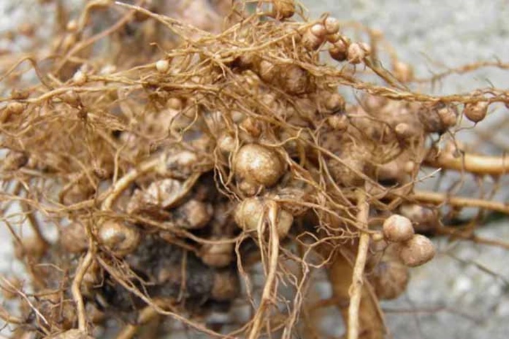 A szója termesztése (2.)