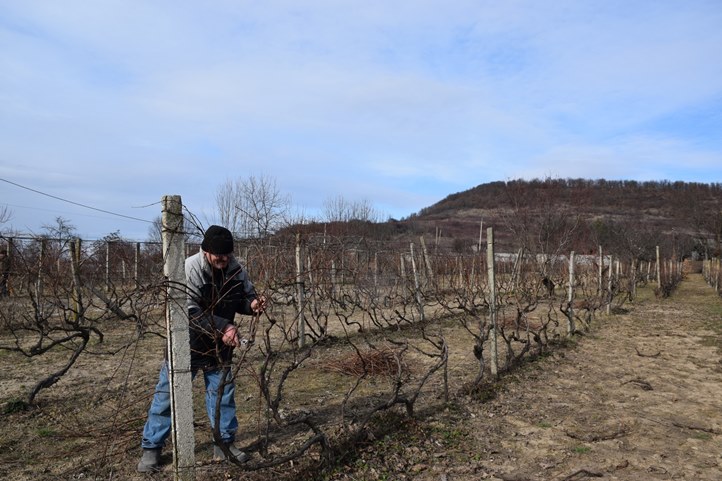 Ha már február végére sikerül lemetszeni a szőlőtáblát, akkor valószínűleg jut időnk a kéregkaparásra, és idejében el tudjuk végezni a tavaszi lemosó permetezést. 