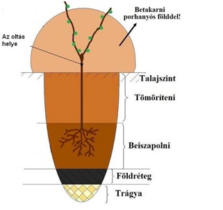 Ilyenkor elvégezhetjük a szőlők tápanyag utánpótlását, a talajmunkákat a sorközökben, sorok alatt, vagy a hiányzó tőkék pótlását.